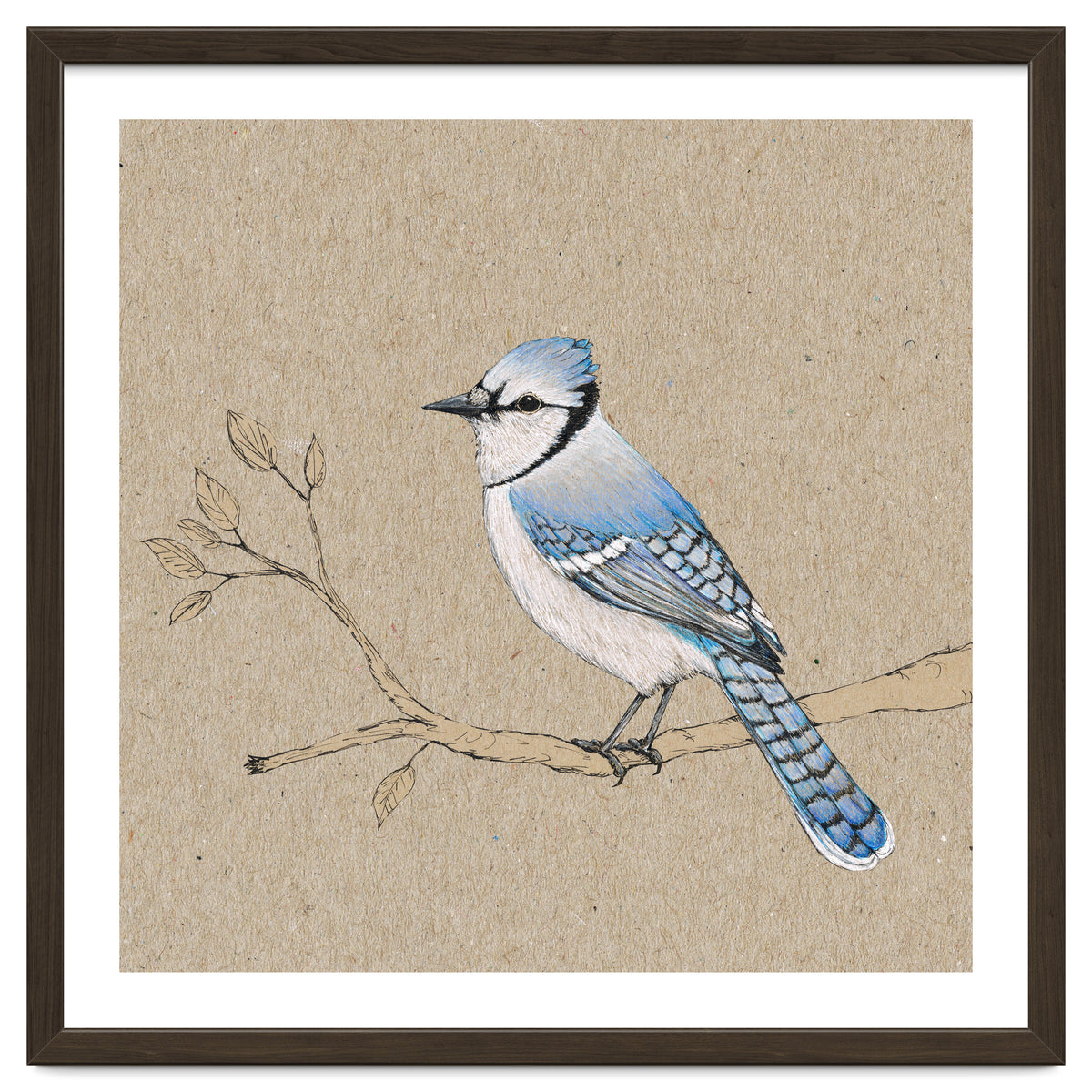 Blue jay