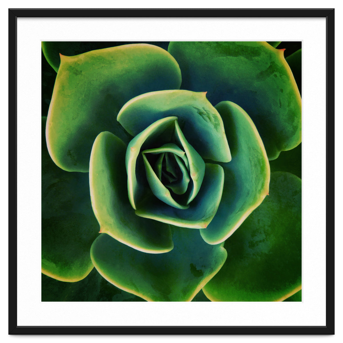 DARKSIDE OF SUCCULENTS XIII