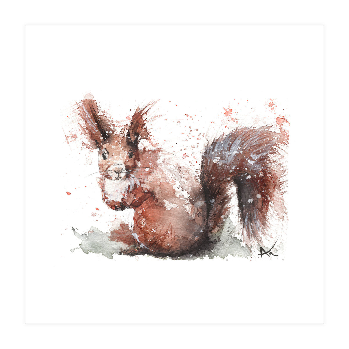 Squirrel - Wildlife Collection (Print Only)