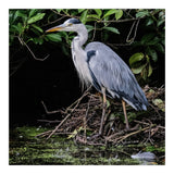 Heron (Print Only) thumbnail