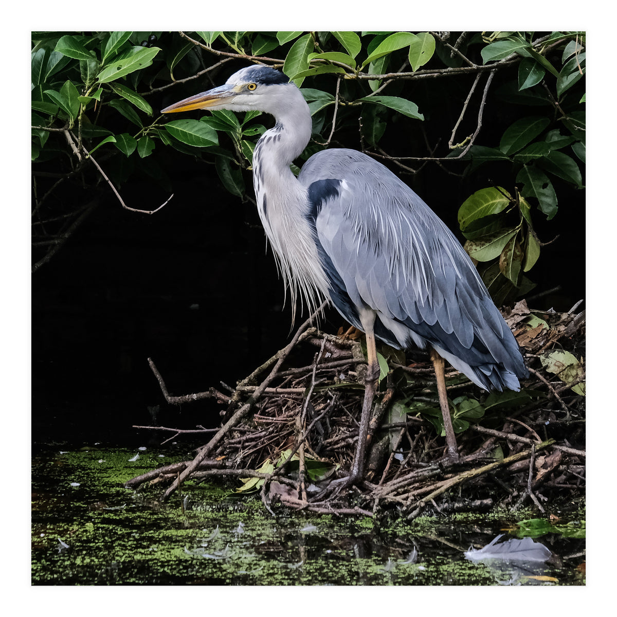 Heron (Print Only)