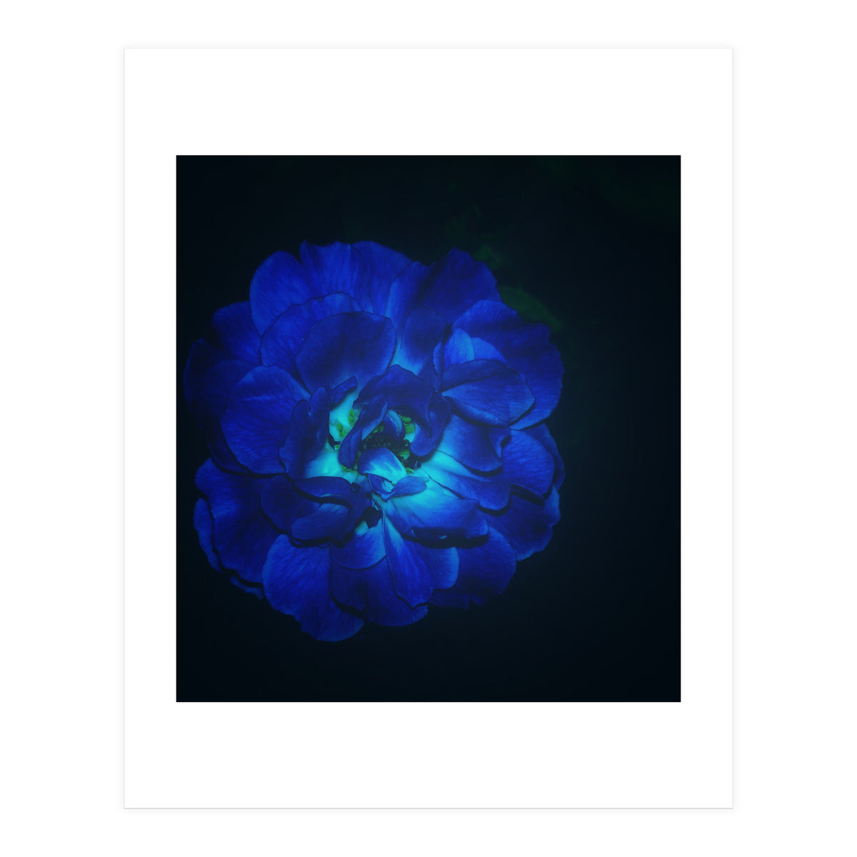 Lucky Blue Rose (Print Only)