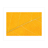 Autumn Leaf (Print Only) thumbnail