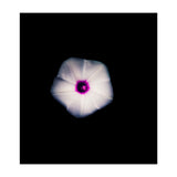 White Flora (Print Only) thumbnail