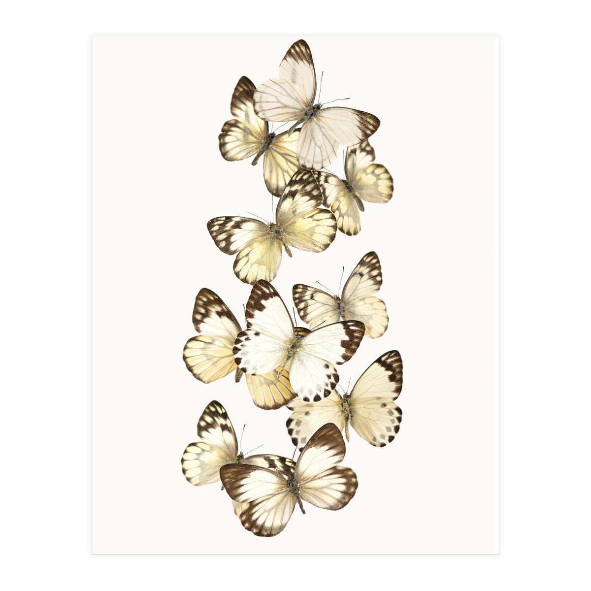 Cc Butterflies 01 (Print Only)