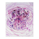 A Rose Is A Rose Std (Print Only) thumbnail