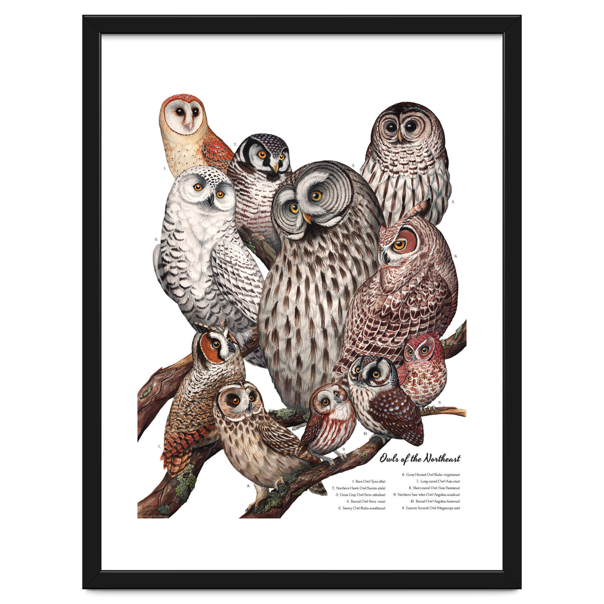 Owls Of The Northeast