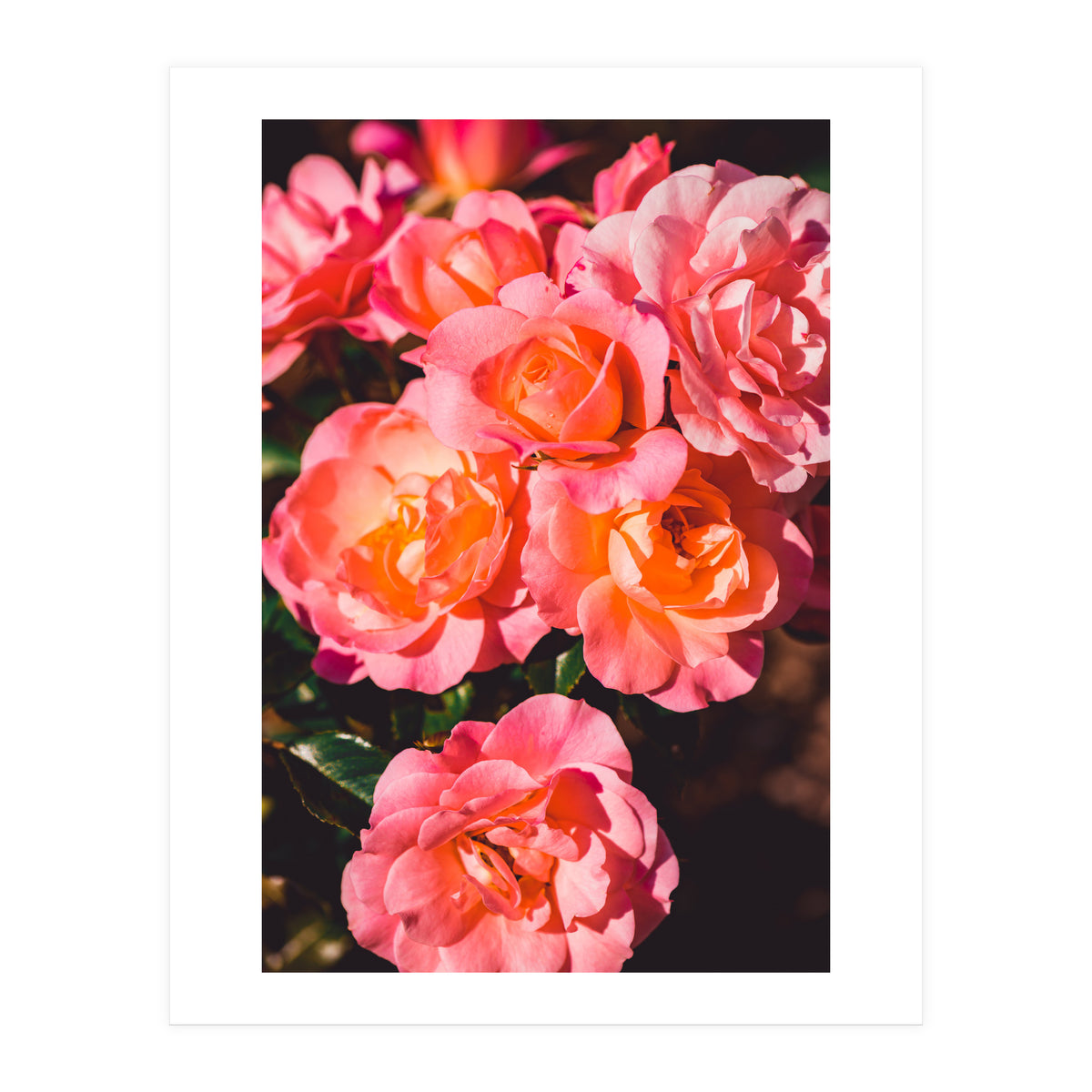 Rose  (Print Only)