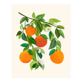 Oranges and Blossoms II (Print Only) thumbnail
