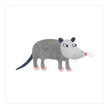 Possum (Print Only) thumbnail