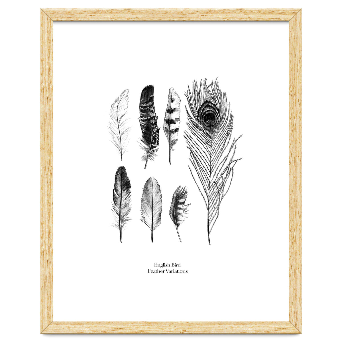 English Feather Variations