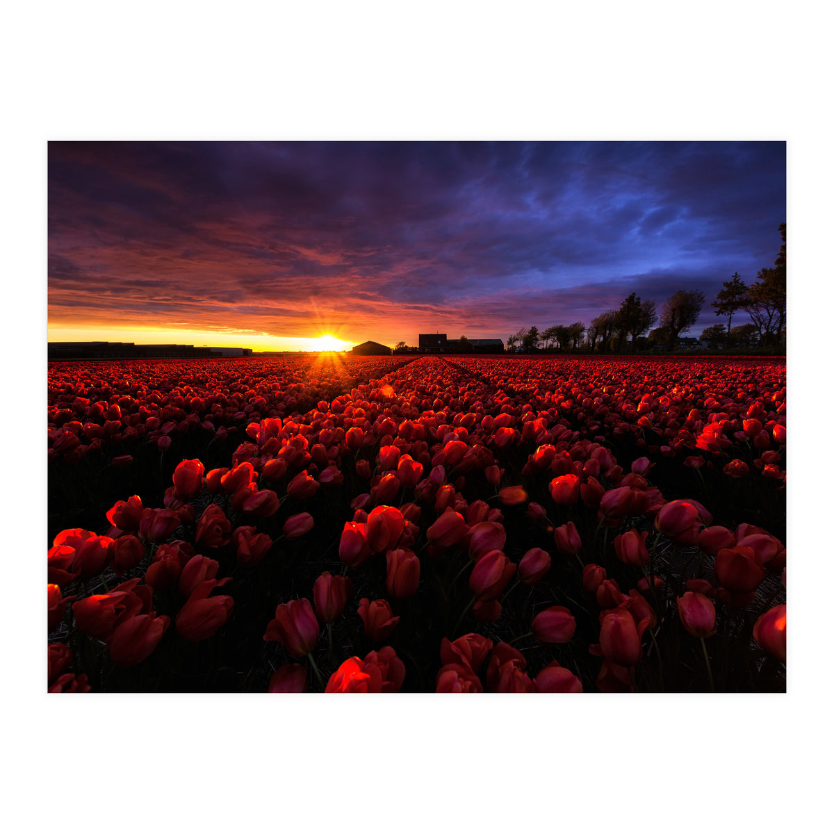 Red And Blue (Print Only)