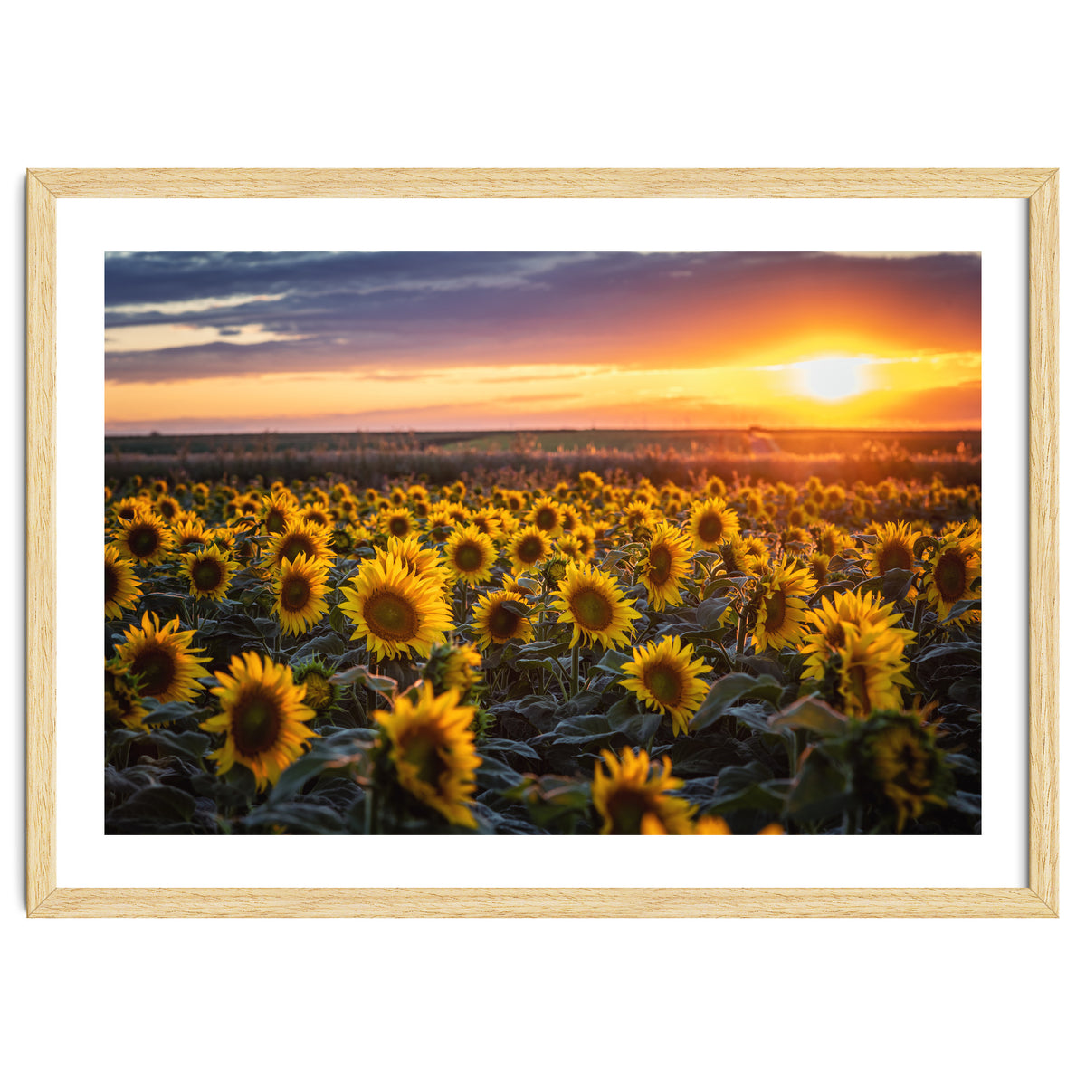 Sunflowers at Sunset