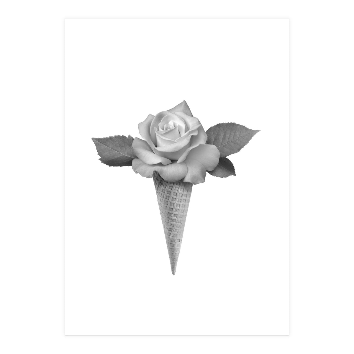 Rosecream (Print Only)