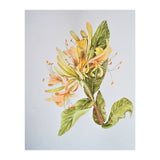 Honeysuckle (Print Only) thumbnail