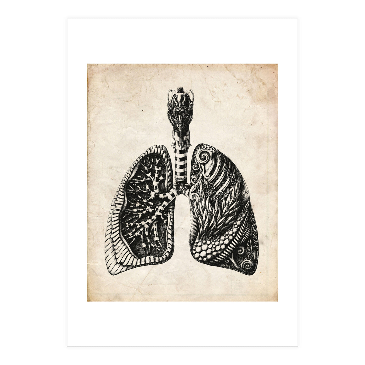 Lungs Anatomy (Print Only)