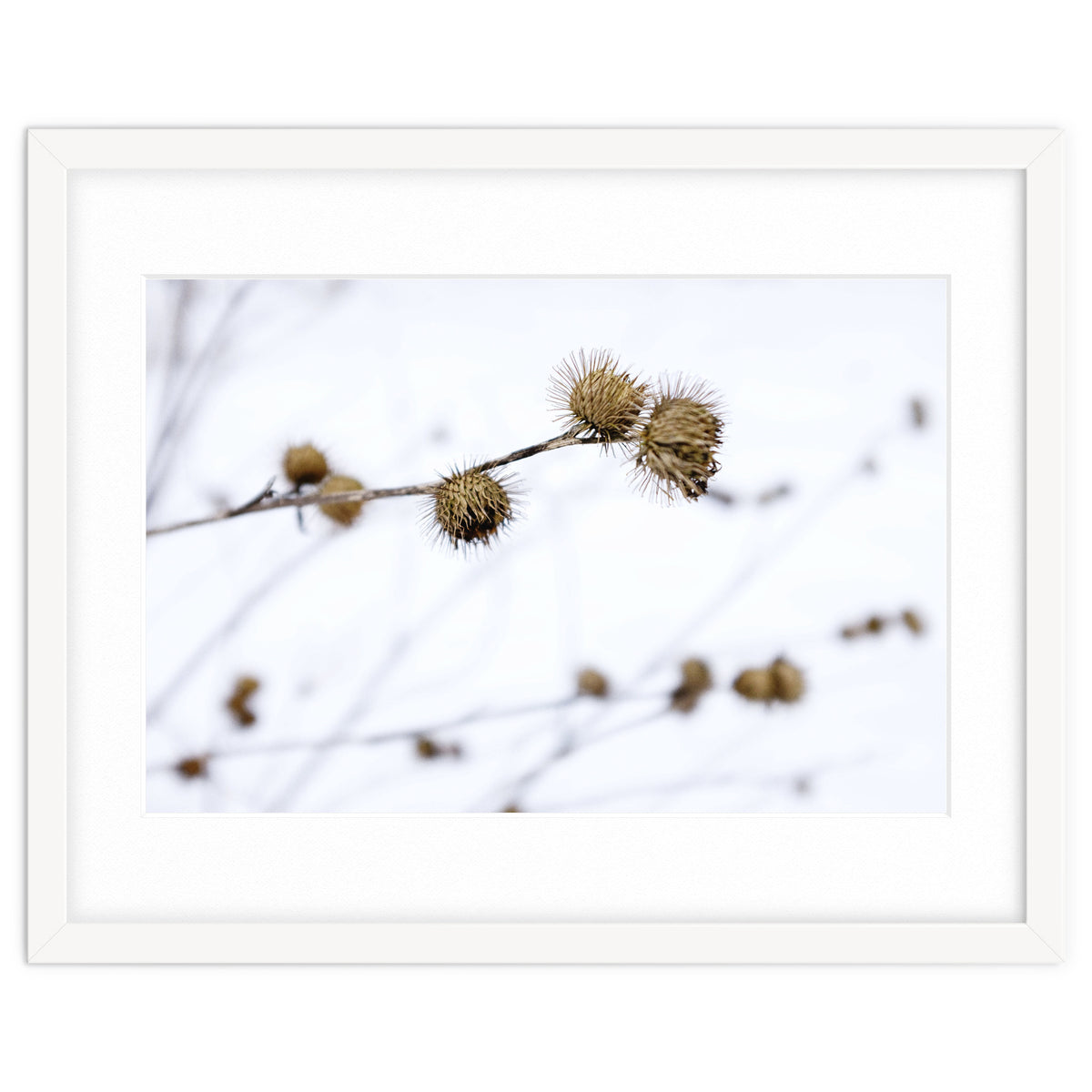 Winter Thistles