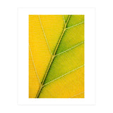 Autumn Leaf (Print Only) thumbnail
