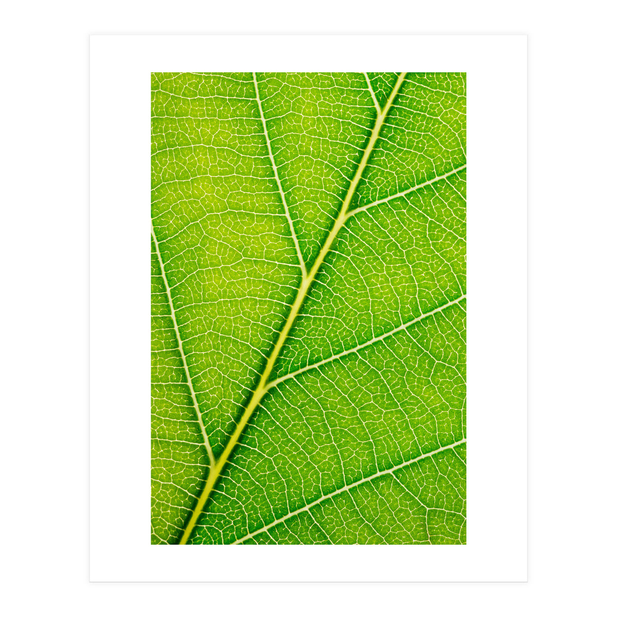 Autumn Leaf (Print Only)