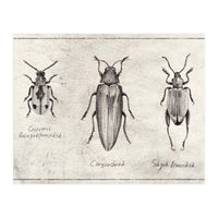 Crioceris Quinquepunctata Chrysochroa Sagra Femorata (Print Only)