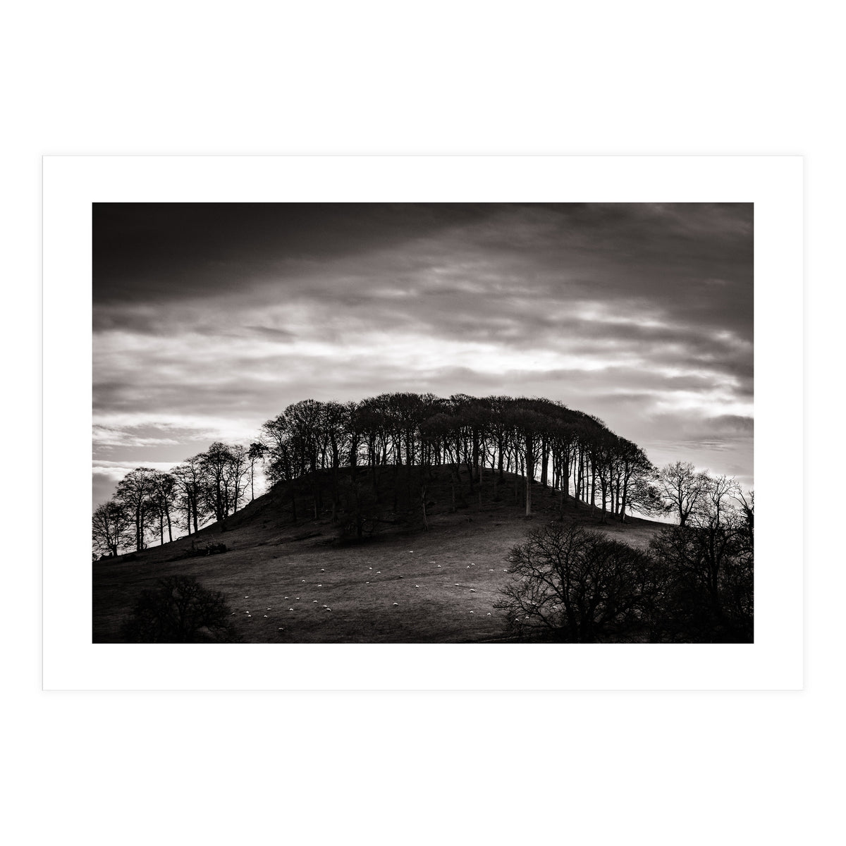 Trees in Silhouette (Print Only)