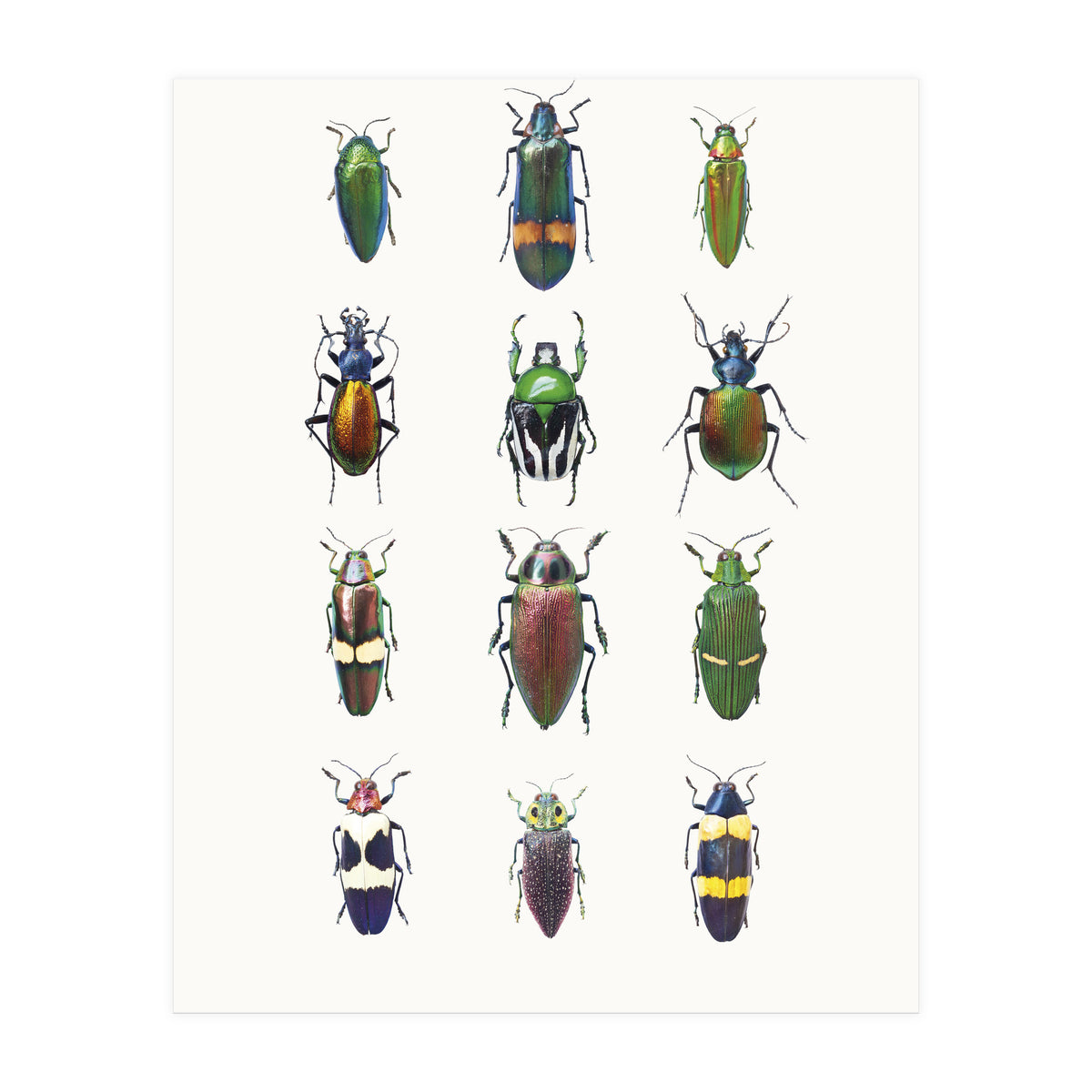 Cc Insects 03 (Print Only)