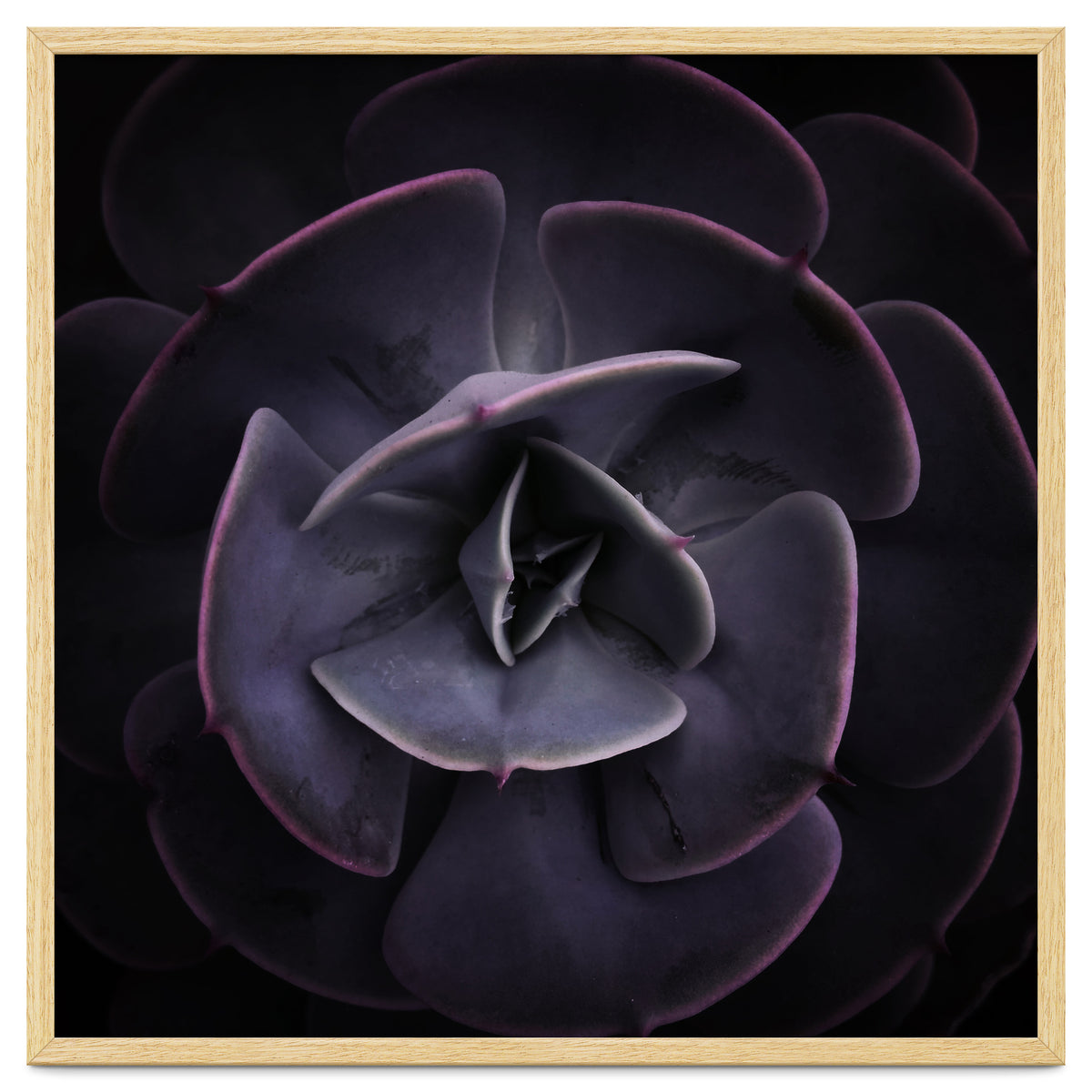 DARKSIDE OF SUCCULENTS VIII