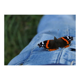 Friendly Butterfly (Print Only) thumbnail