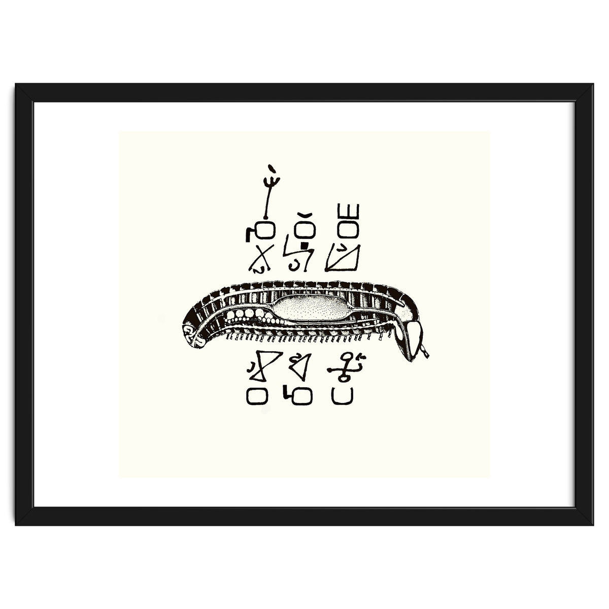 Diplopod David Felix