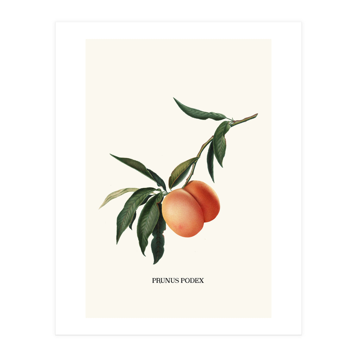 Peachy (Print Only)