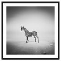 Zebra Mist