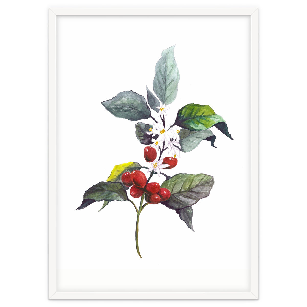 1 Botanical Illustration Kaffee Pflanze
