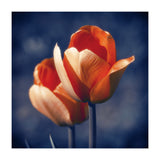 Tulips Flowers (Print Only) thumbnail
