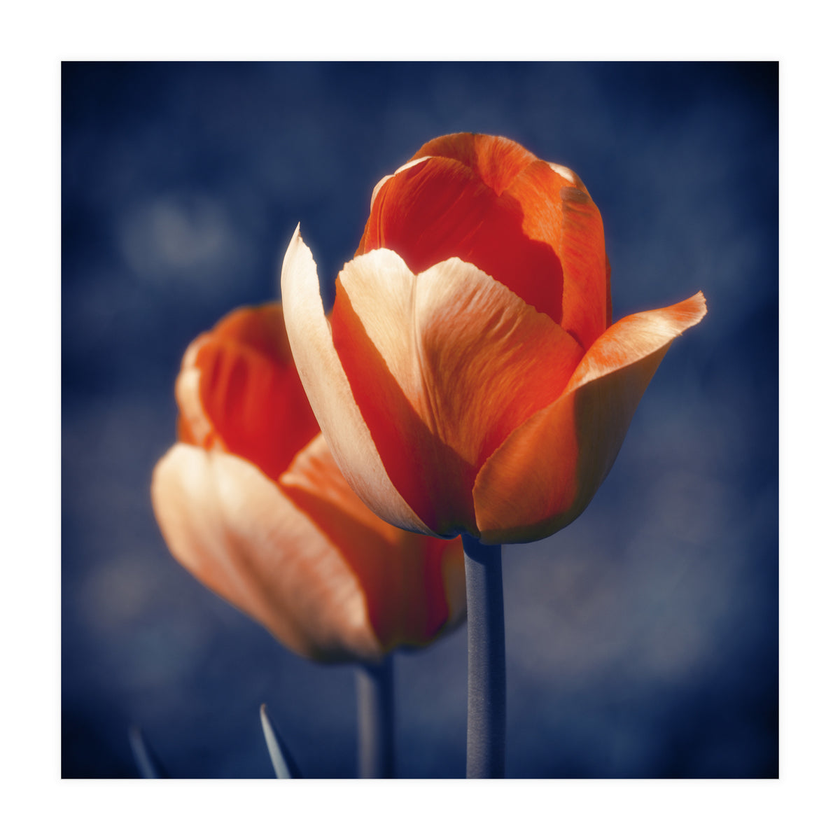 Tulips Flowers (Print Only)