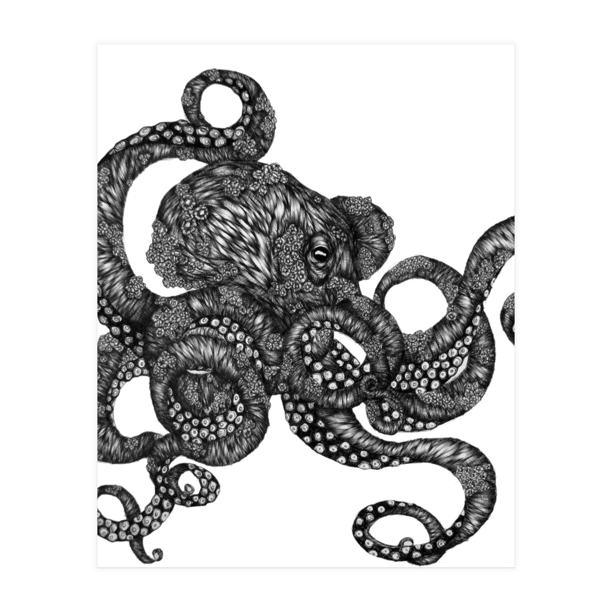 Barnacle Octopus (Print Only)