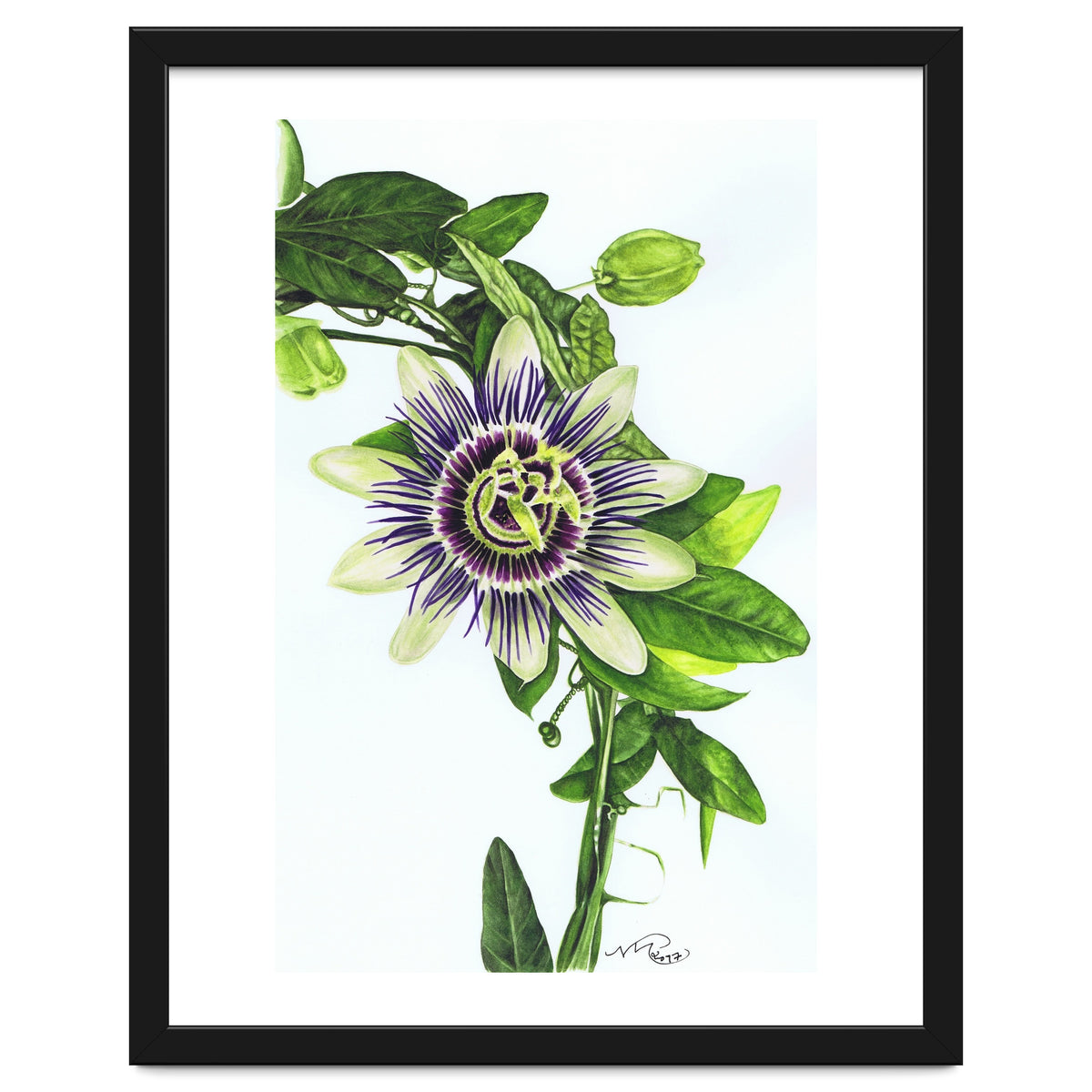 Passion Flower