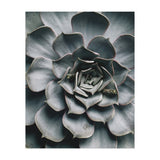 pianta grassa (Print Only) thumbnail