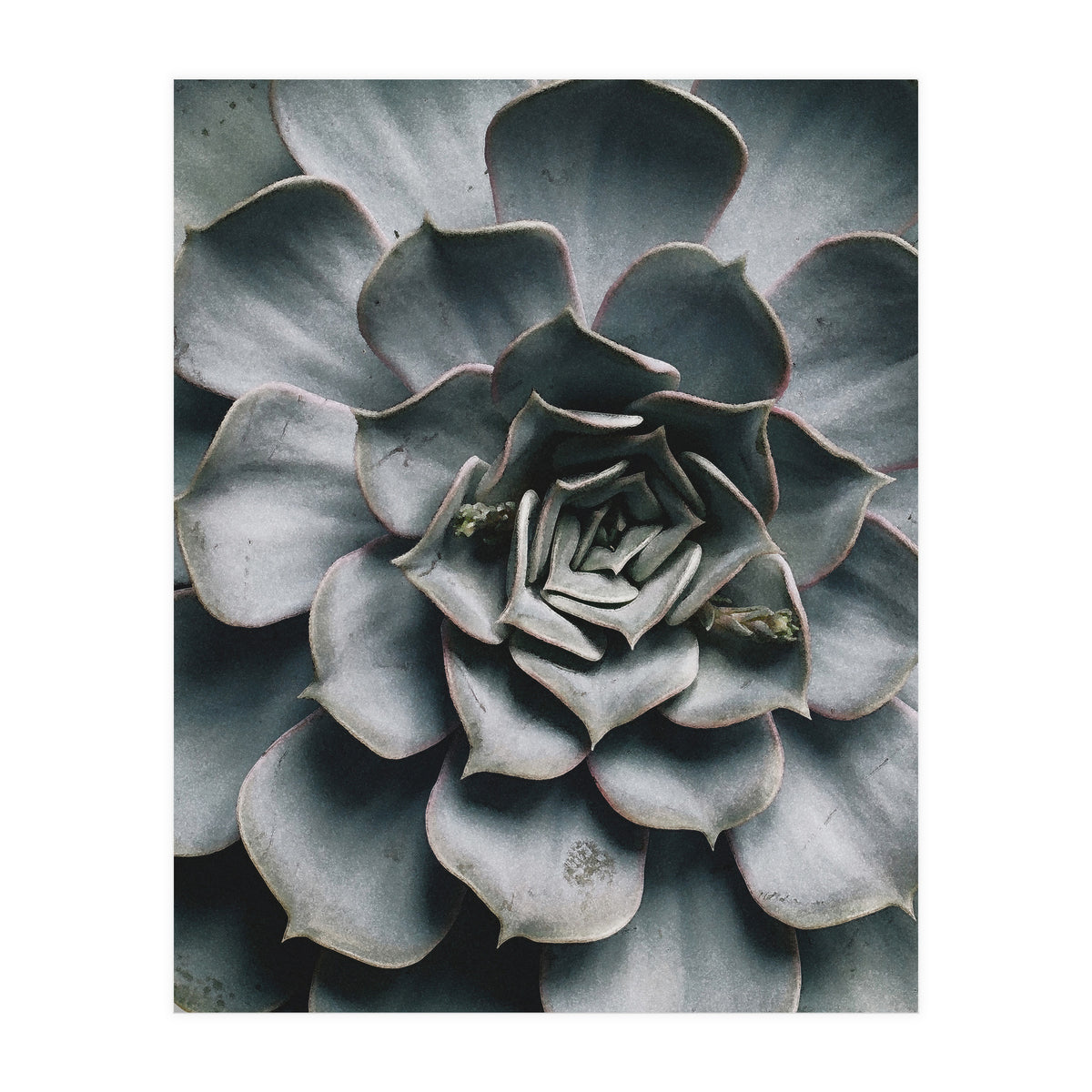 pianta grassa (Print Only)