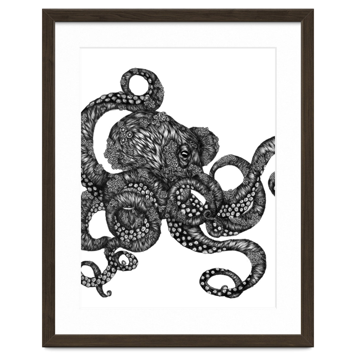 Barnacle Octopus