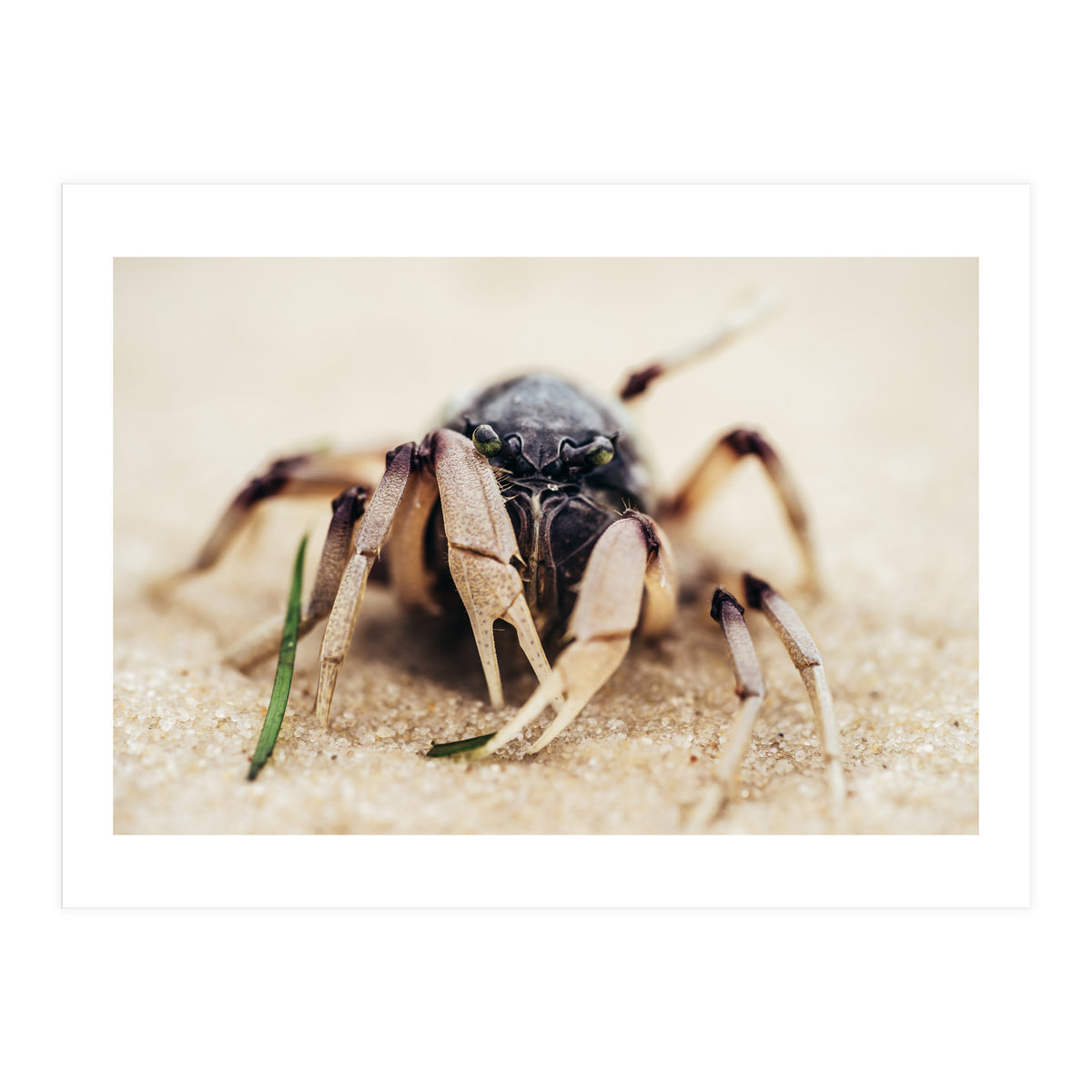 Almond Beach (Print Only)