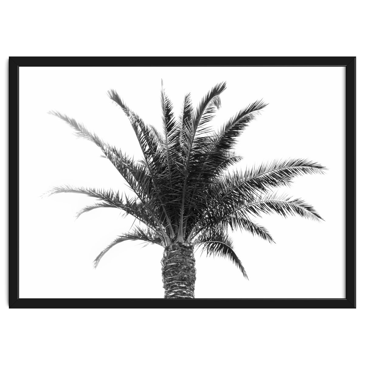 Palm Tree