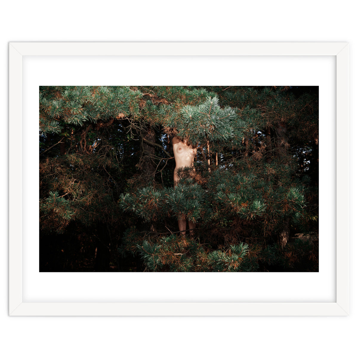 The Eyes of the Forest