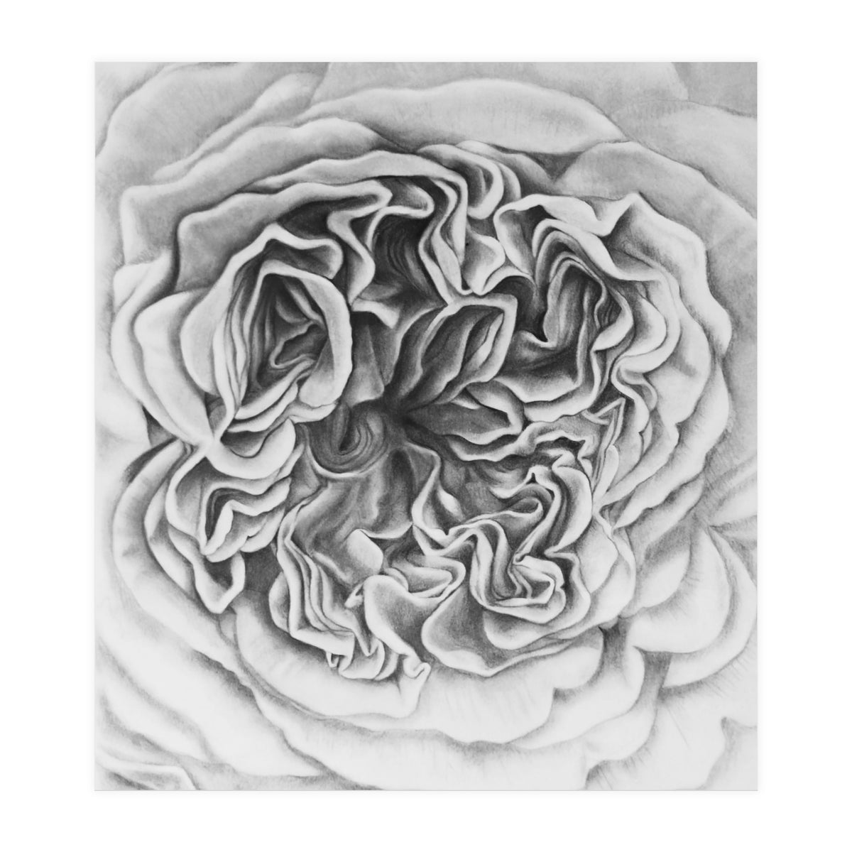 A Rose in Monochrome (Print Only)