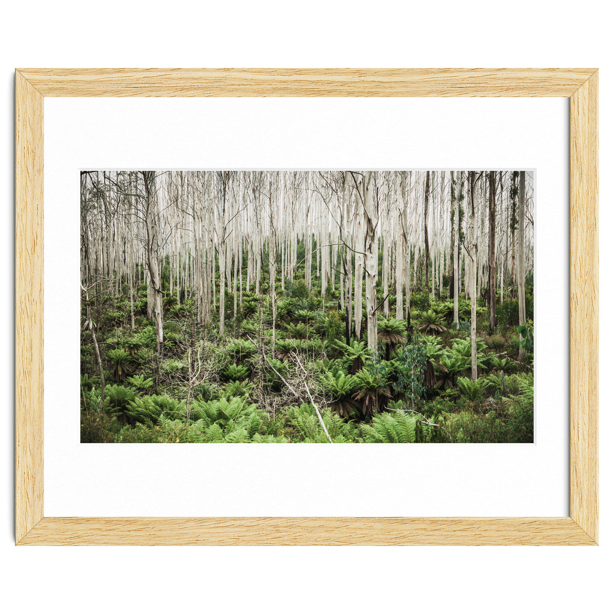 Forest After The Fire