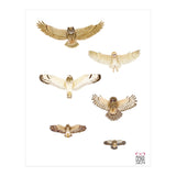 Typical owls & Barn owl (Print Only) thumbnail