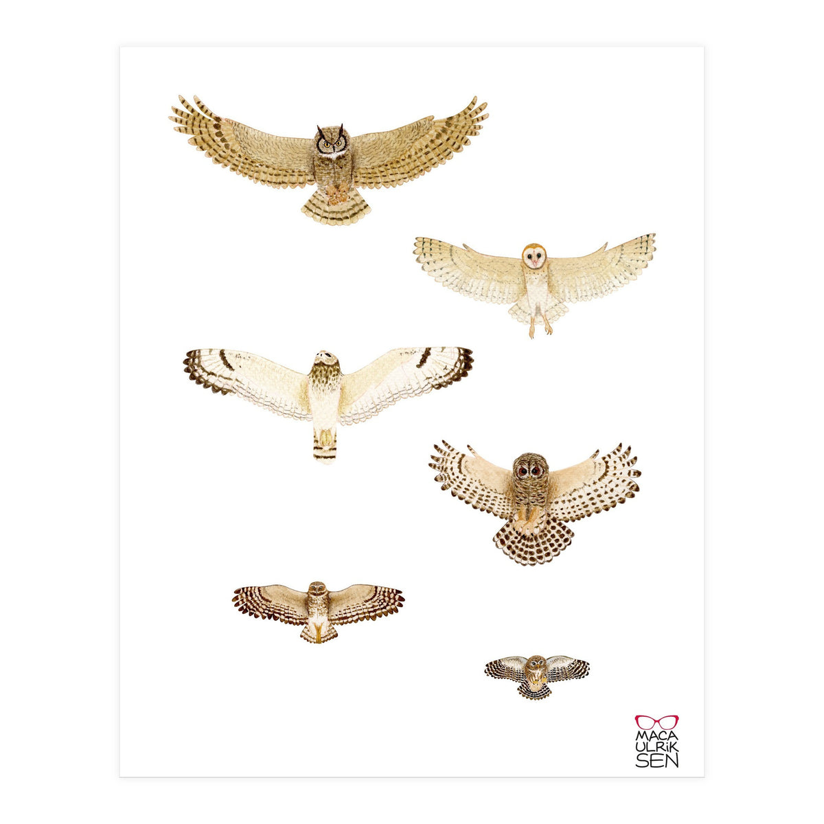 Typical owls & Barn owl (Print Only)