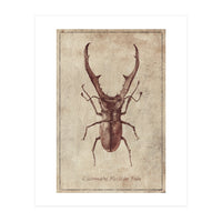Cyclommatus Metalifer Finae (Print Only)