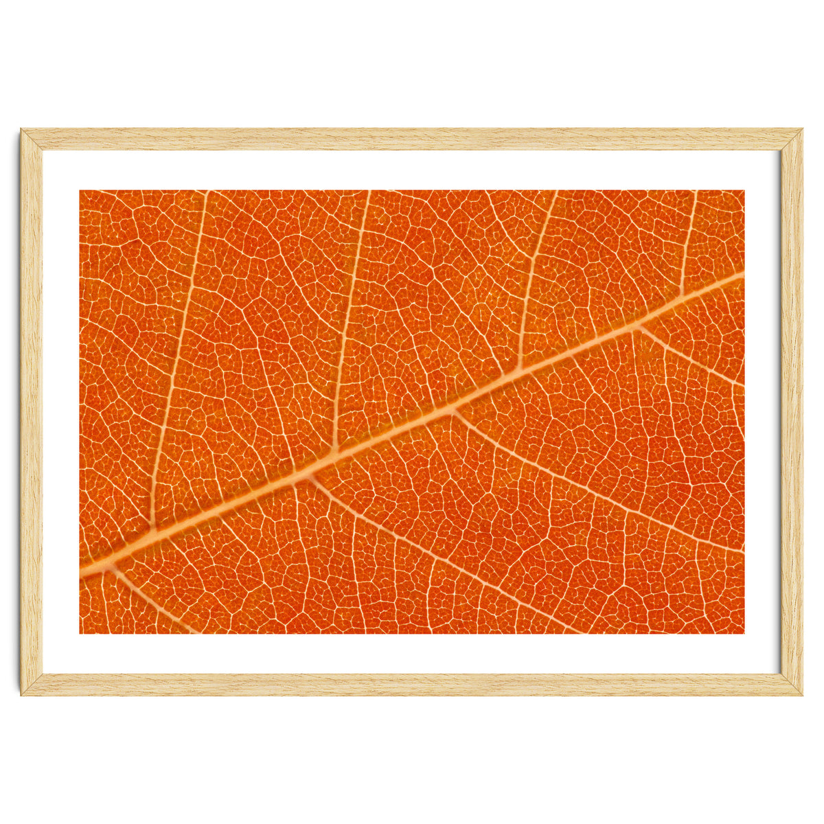 Autumn Leaf