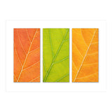 Autumn Leaves (Print Only) thumbnail