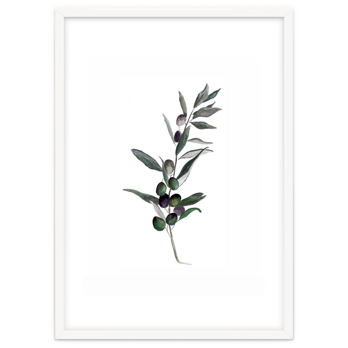 Botanical Illustration Olive